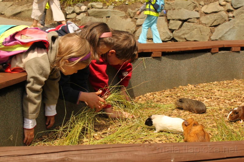 2015-06-16_11-03_03.jpg - Morčátka v ZOO